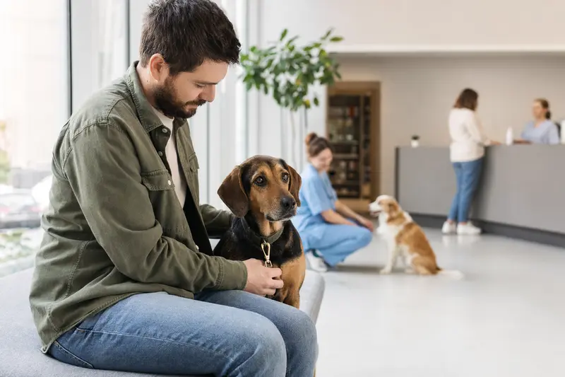 Ein Balkanski Gonic Hund sitzt entspannt neben seinem Besitzer in einem modernen Wartezimmer einer Tierarztpraxis.
